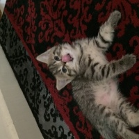 British Shorthair, Kedi  British tekir kirmasi fotoğrafı