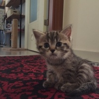 British Shorthair, Kedi  British tekir kirmasi fotoğrafı