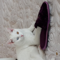 Van Kedisi, Kedi  Pisi Alp fotoğrafı