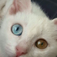 Van Kedisi, Kedi  Pisi Alp fotoğrafı