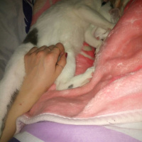 Tekir Kedi, Kedi  Çakıl fotoğrafı