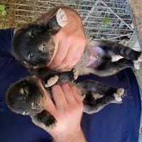 Kangal, Köpek  Fişek fotoğrafı