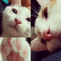 Tekir Kedi, Kedi  Alex fotoğrafı