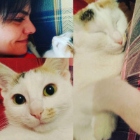 Tekir Kedi, Kedi  Alex fotoğrafı