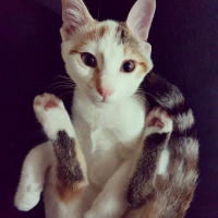 Tekir Kedi, Kedi  Karin fotoğrafı