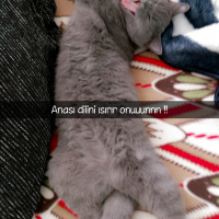British Shorthair, Kedi  Pera fotoğrafı