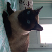 Siyam Kedisi, Kedi  Misha fotoğrafı