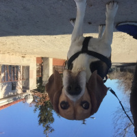Beagle, Köpek  Paşa fotoğrafı