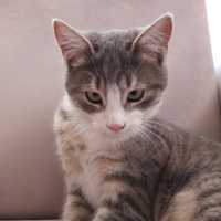 Bombay, Kedi  Miyav fotoğrafı