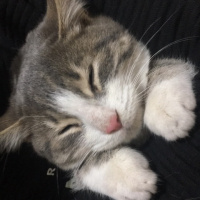 Bombay, Kedi  Miyav fotoğrafı