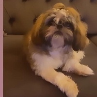 Shih Tzu, Köpek  Sado fotoğrafı