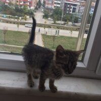 Tekir Kedi, Kedi  LUCKY fotoğrafı