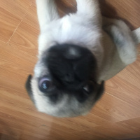 Pug, Köpek  Nataşa fotoğrafı