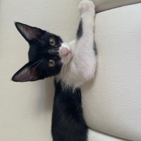 Tuxedo (Smokin) Kedi, Kedi  Balkız fotoğrafı