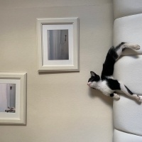Tuxedo (Smokin) Kedi, Kedi  Balkız fotoğrafı
