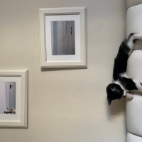 Tuxedo (Smokin) Kedi, Kedi  Balkız fotoğrafı