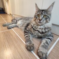 Maine Coon, Kedi  Victor fotoğrafı