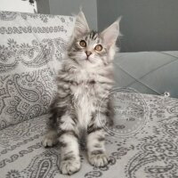 Maine Coon, Kedi  Victor fotoğrafı