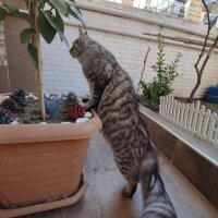 Maine Coon, Kedi  Victor fotoğrafı