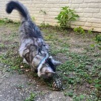 Maine Coon, Kedi  Victor fotoğrafı