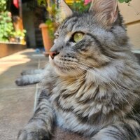 Maine Coon, Kedi  Victor fotoğrafı