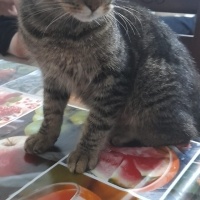 Tekir Kedi, Kedi  Limon fotoğrafı