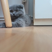Scottish Fold, Kedi  Mışıltı fotoğrafı