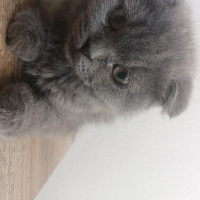 Scottish Fold, Kedi  Mışıltı fotoğrafı