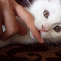 İran Kedisi (Persian), Kedi  Mai Felis  fotoğrafı