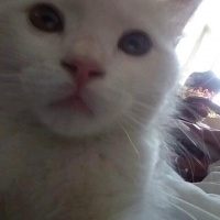 İran Kedisi (Persian), Kedi  Mai Felis  fotoğrafı