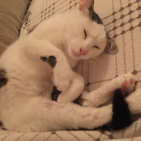 Tekir Kedi, Kedi  Pinki fotoğrafı