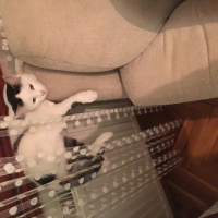 Tekir Kedi, Kedi  Pinki fotoğrafı