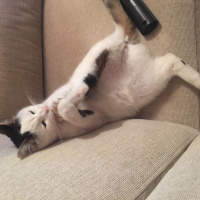 Tekir Kedi, Kedi  Pinki fotoğrafı