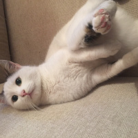 Tekir Kedi, Kedi  Pinki fotoğrafı