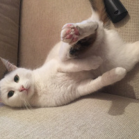 Tekir Kedi, Kedi  Pinki fotoğrafı