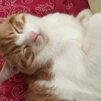 Tekir Kedi, Kedi  Whisky fotoğrafı