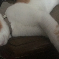 Tekir Kedi, Kedi  Whisky fotoğrafı