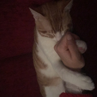 Tekir Kedi, Kedi  Whisky fotoğrafı