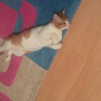 Tekir Kedi, Kedi  Whisky fotoğrafı