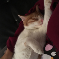 Tekir Kedi, Kedi  Whisky fotoğrafı