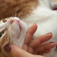 Tekir Kedi, Kedi  Whisky fotoğrafı