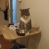 British Shorthair, Kedi  DUMAN fotoğrafı