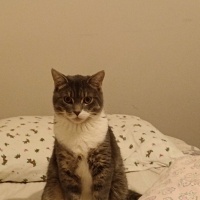 British Shorthair, Kedi  DUMAN fotoğrafı