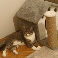 British Shorthair, Kedi  DUMAN fotoğrafı