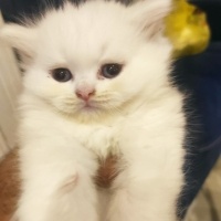 Chinchilla, Kedi  Pamuk fotoğrafı
