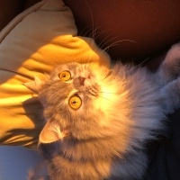 British Shorthair, Kedi  Dudu fotoğrafı