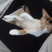 Tekir Kedi, Kedi  Venüs fotoğrafı