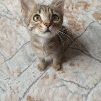 Tekir Kedi, Kedi  Pablo fotoğrafı