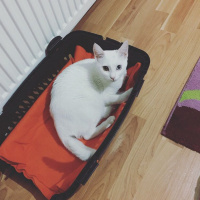 Ankara Kedisi, Kedi  MİSHA fotoğrafı