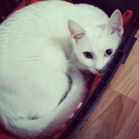 Ankara Kedisi, Kedi  MİSHA fotoğrafı